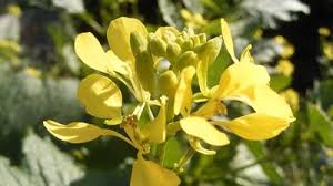 Image result for Pentadiplandra