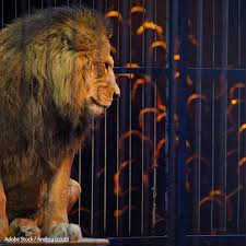 Animals Kept In Captivity For Entertainment Purposes Is A Form Of Animal Cruelty Regardless Of Any Specific Allegat Animals Circus Animals Stop Animal Cruelty