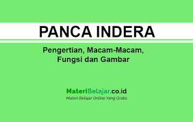 Pengertian Panca Indera Macam Macam Fungsi Dan Gambarnya