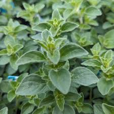Image result for Origanum