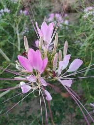 Image result for Cleome angustifolia