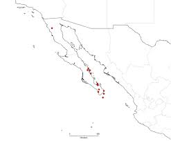 Image result for Merremia pterygocaulos