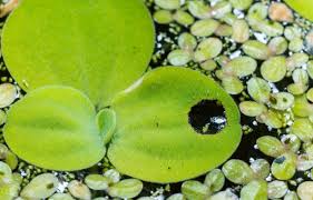 Image result for Wolffia arrhiza