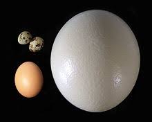 egg as food wikipedia