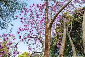 Image result for Magnolia sargentiana