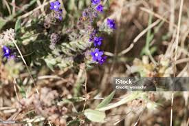 Image result for Blepharis affinis