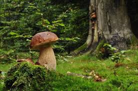 Steinpilz Pilze Steinpilze Natur