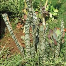 Image result for Dracaenaceae