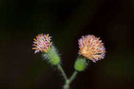 Image result for Emilia libeniana