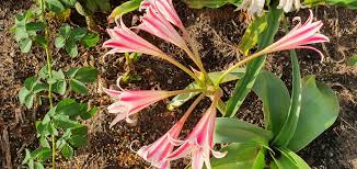Image result for Crinum stuhlmannii