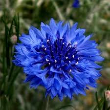 Check out our us bachelor buttons annual selection for the very best in unique or custom, handmade pieces from our shops. Edible Blue Bachelor Button Flower Seeds Price 1 95