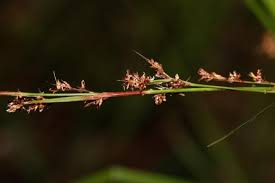 Image result for Scleria