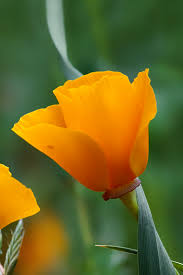 Download hd iphone wallpapers and backgrounds. How Do I Get Old Wallpapers Back From Ios Apple Community