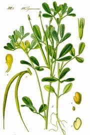 Image result for Aeschynomene glauca