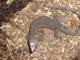 Yellow Spotted Lizards Are Real Reptile Apartment