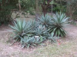 Image result for Agave sisalana