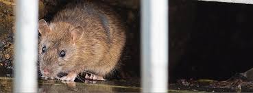 You can get these ultrasonic things that plug into your wall sockets which send out a noise that rats and mice and stuff can hear but we and regular pets can't. How To Get Rid Of Rats In Lawn Gardens And The Yard Updated For 2020 Pests Org