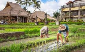 Peluang usaha ini mensyaratkan pelakunya memiliki keahlian khusus dalam memotong rambut. 8 Ide Usaha Potensial Di Desa Dengan Modal Kecil Dan Untung Melimpah Pedesaan Sma Pengusaha