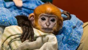 Baby zoo animals you can visit around the USA