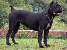 Sito web ufficiale della s.a.c.c. Cane Corso Wikipedia