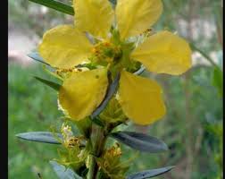 Image result for Heimia salicifolia