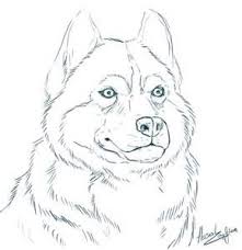 Alaskan Husky Coloring Pages Horse Coloring Pages Coloring Pages Alaskan Husky