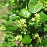 Image result for Cynanchum obtusifolium