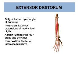 Flexor digitorum profundus( hybrid muscle): Anatomy Of Hand
