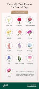 Live cut flowers have a limited life. List Of Non Toxic Flowers That May Be Safe For Your Pets Bouqs Blog