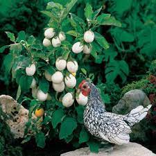 Check spelling or type a new query. Easter Egg Plant Seeds From Park Seed