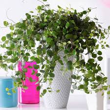 Maidenhair Vine Indoors Plants House Plants Indoor Indoor Vines