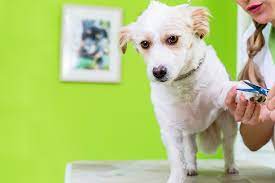 How To Train Your Dog To Stay Still While Grooming Wag