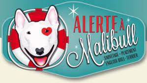 Ux loulous pleins d'amour qui n'attendent qu'une chose, poser enfin leurs valises dans une famille aimante. Alerte A Malibull Refuge Chien Region Aquitaine