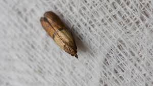 Oft mit einer abstellfläche versehen, ermöglichen ihnen diese küchenschränke eine schnelle ablage von lebensmitteln, dosen geschirr, tischwäsche. Motten Vorbeugen Und Bekampfen Tipps Gegen Kleidermotten