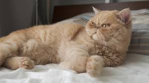 Lorane fort smith, ar 72901: Exotic Shorthair Stock Video Footage 4k And Hd Video Clips Shutterstock