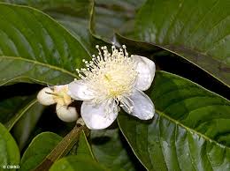 Image result for Psidium guajava
