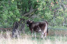 Todd k / ukc) coondawgs.com, coonhound breeders / kennels, coonhounds, coon dog, bluetick , black and tan, english, plotts, redbones, treeing walkers,. Carolina Dogs Ancient Dogs And Bathroom Behavior The Other End Of The Leash