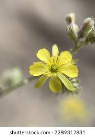 Image result for Triumfetta digitata