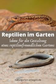 Fur Eidechsen Blindschleichen Und Schlangen In 2020 Reptilien Und Amphibien Reptilien Amphibien