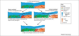 Image result for Hypoxis monanthos