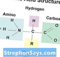 Protein adalah senyawa organik yang kompleks dengan berat molekul tinggi yang terdiri dari asam amino yang terikat oleh ikatan peptida satu sama lain. Perbedaan Antara Asam Nukleat Dan Asam Amino Perbedaan Antara 2021