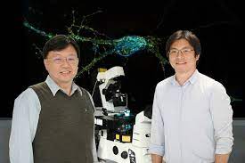 清大團隊用超音波活化腦細胞成功治療帕金森氏症 聯合新聞網 最懂你的新聞網站 lab coat story news
