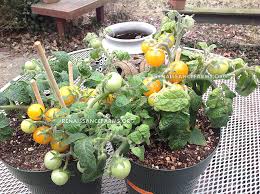 High to low sort by name: Pinocchio Micro Dwarf Tomato Renaissance Farms Heirloom Tomato Seeds