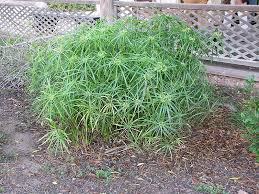 Image result for Cyperus clavinux