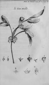 Image result for Viscum littorum