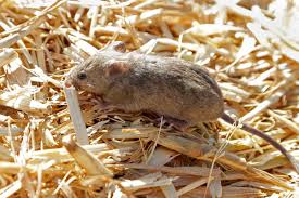 May 21, 2021 · news; What Is The Mice Plague In Australia Deseret News