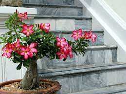 Send a bonsai tree or tropical plant to someone special. Desert Rose Bonsai Plant Care Growing Guide