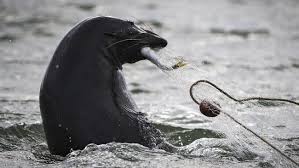 Investigated for culling seals in the Coorong