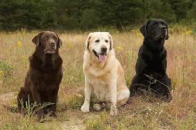 Labrador Retriever Dog Breed Information