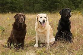 Give a puppy a forever home or rehome a rescue. Labrador Retriever Dog Breed Information